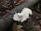 Nyári laskagomba (Pleurotus pulmonarius), Őrség